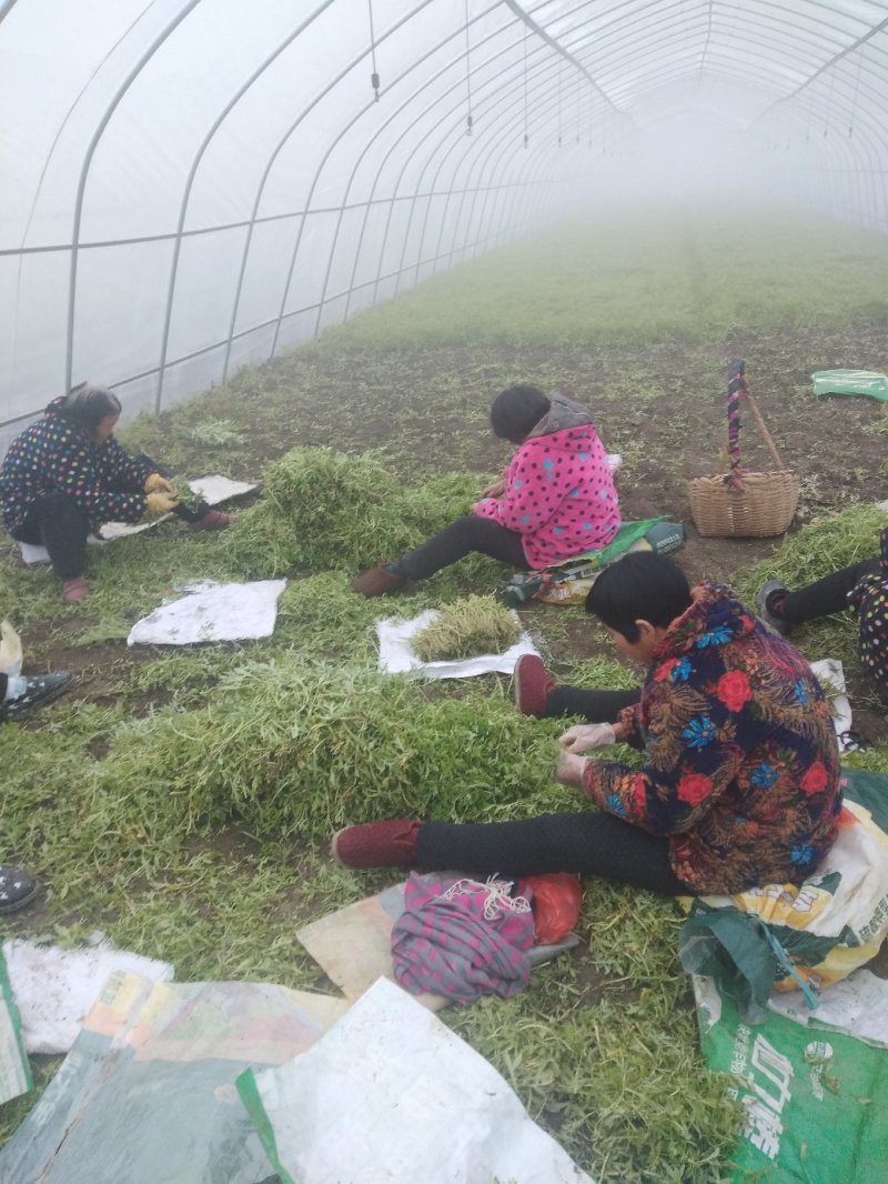 清芦蒿，精品黎蒿。安徽黎蒿。精品芦蒿，已大量上市
