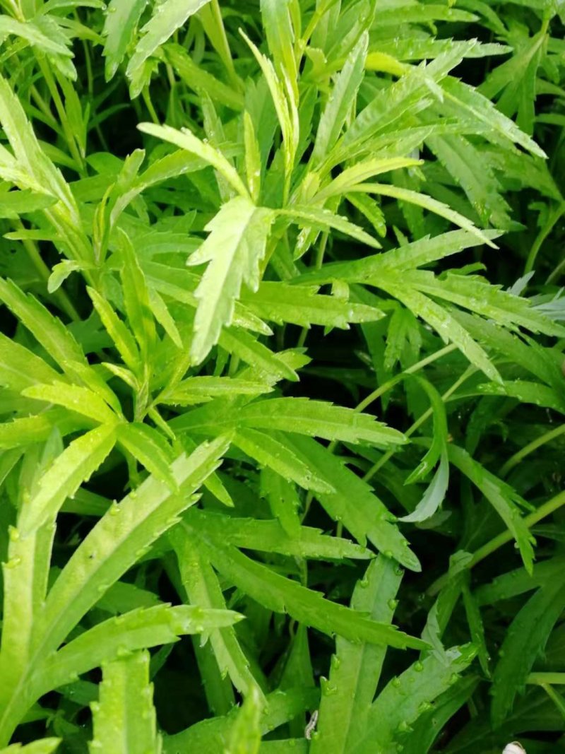 清芦蒿，精品黎蒿。安徽黎蒿。精品芦蒿，已大量上市