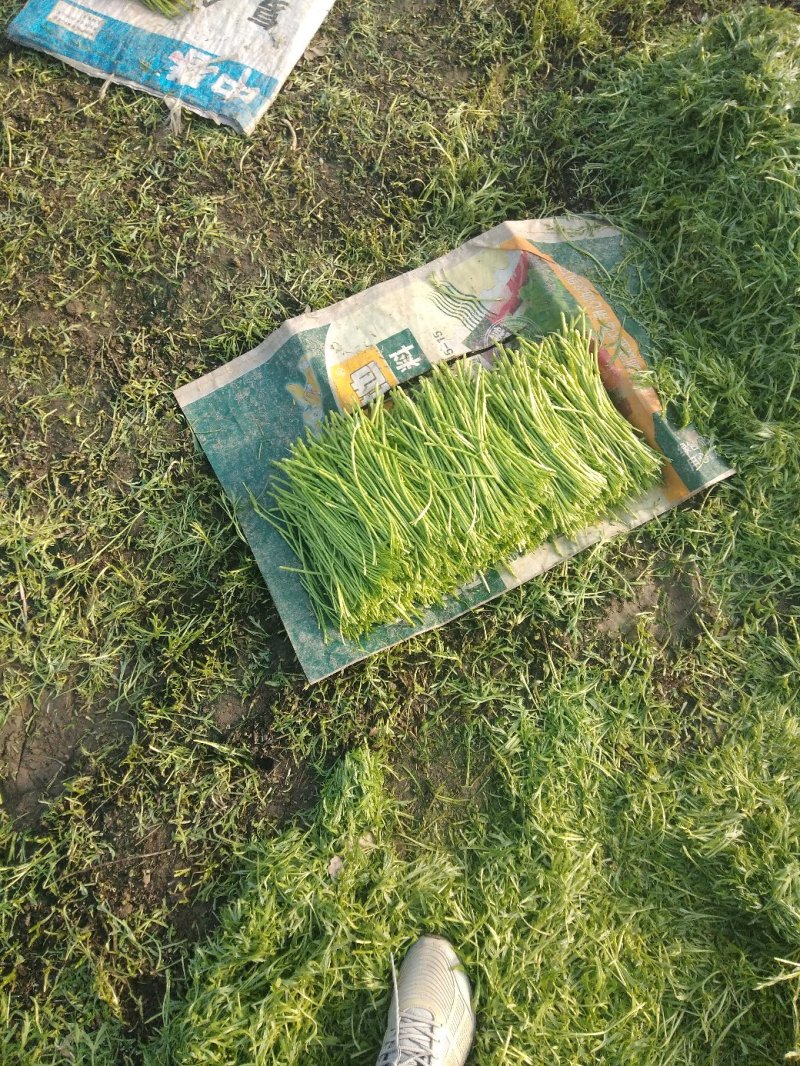 清芦蒿，精品黎蒿。安徽黎蒿。精品芦蒿，已大量上市