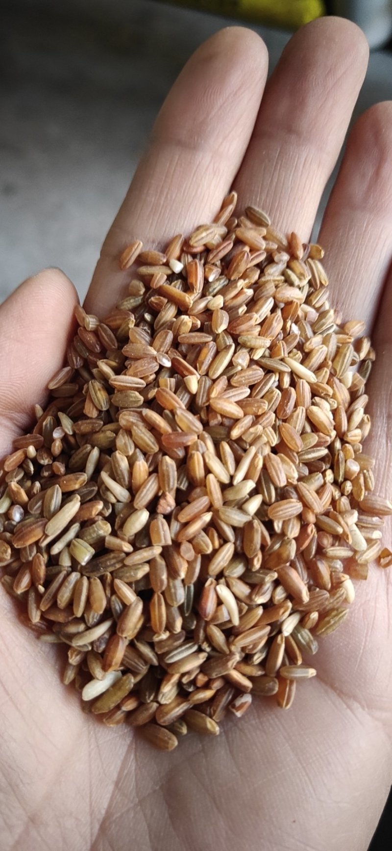 红米，鸟饲料，鸽子粮，八宝粥专用，大量供应，欢迎批发