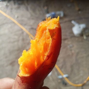 红暑
