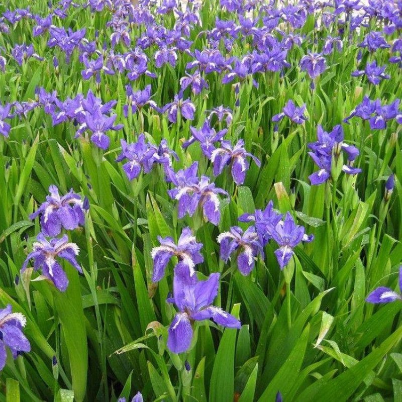 蝴蝶蓝花种子