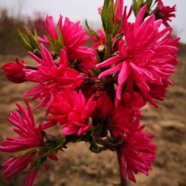 菊花碧桃，别名嫣红花桃。河南鄢陵货源无中介。