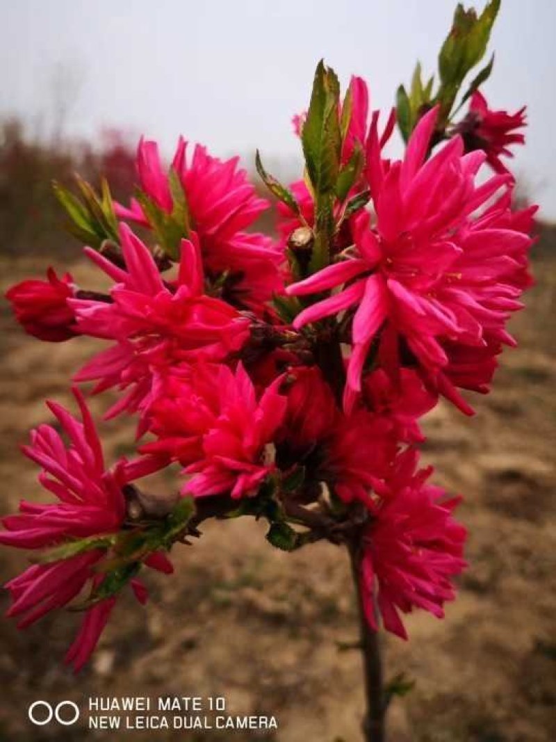 菊花碧桃，别名嫣红花桃。河南鄢陵货源无中介。