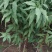 菊花碧桃，别名嫣红花桃。河南鄢陵货源无中介。