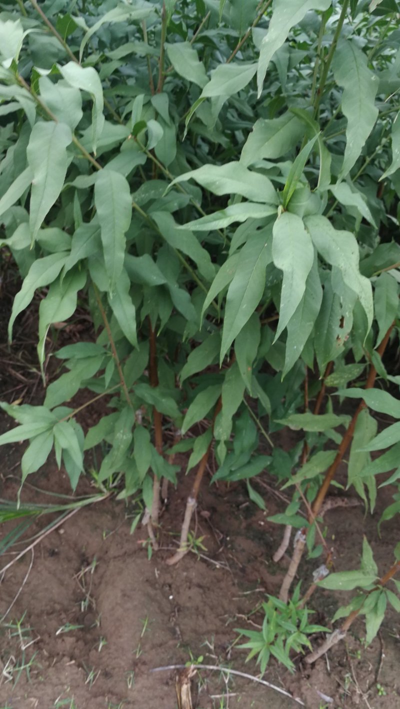 菊花碧桃，别名嫣红花桃。河南鄢陵货源无中介。