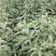 菊花碧桃，别名嫣红花桃。河南鄢陵货源无中介。