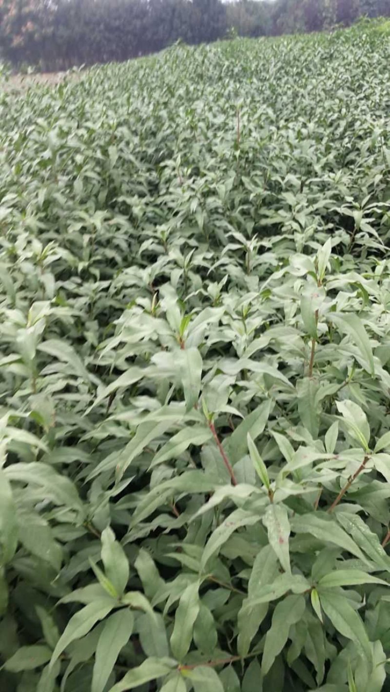菊花碧桃，别名嫣红花桃。河南鄢陵货源无中介。