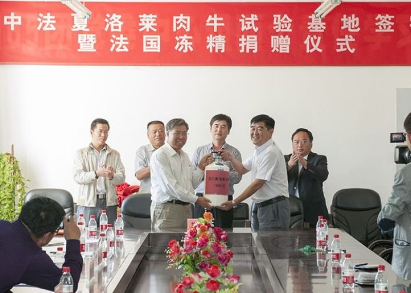 牛犊出售各种改良肉牛牛犊品种保证价格优惠厂家直销