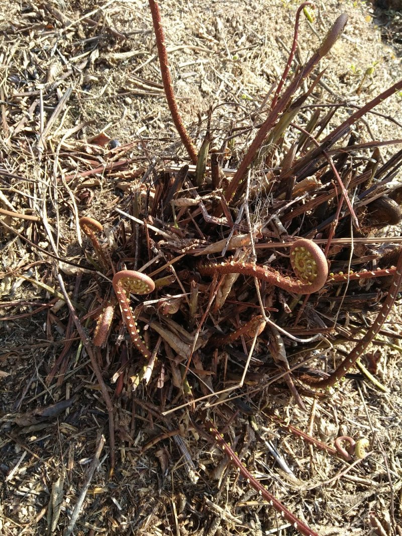 野生蕨菜，（现摘现卖）每件5斤装