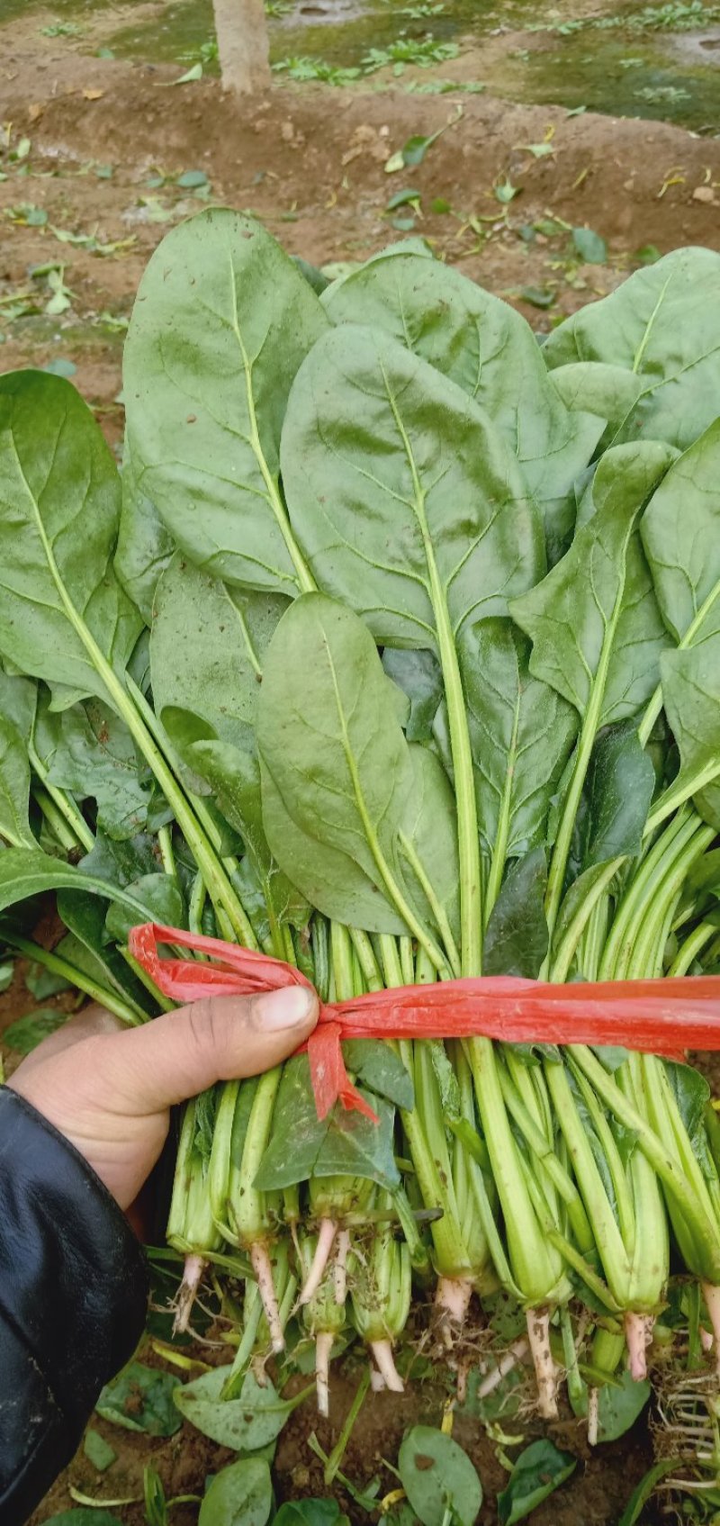 大叶菠菜河北菠菜大量供应全国发货品质保障量大从优