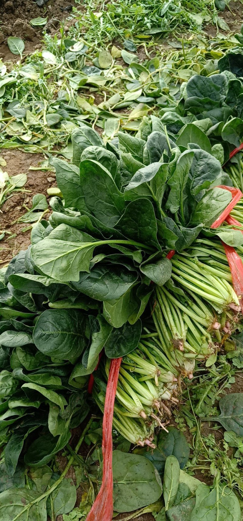 大叶菠菜便宜，品质好，做工仔细，可发全国批发市场
