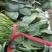 【菠菜】河北越冬菠菜大量供应价格便宜全国发货