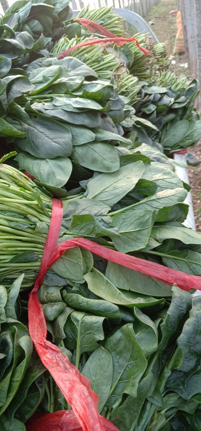 【菠菜】河北越冬菠菜大量供应价格便宜全国发货