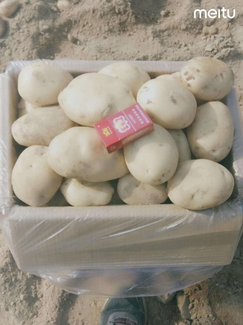 盈江丽薯6号大量上市了还有合作88