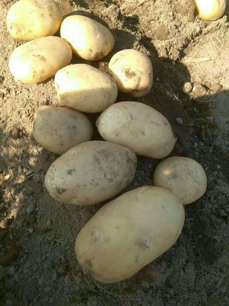 盈江丽薯6号大量上市了还有合作88