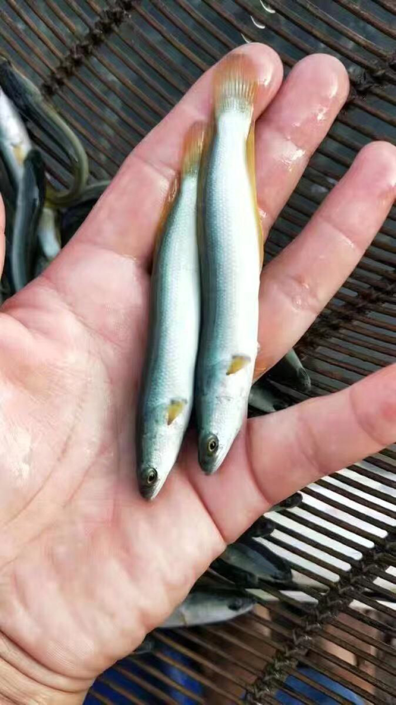 优质淡水银鳕鱼苗大鳞鲃鱼苗淡水鱼苗高档鱼苗活体
