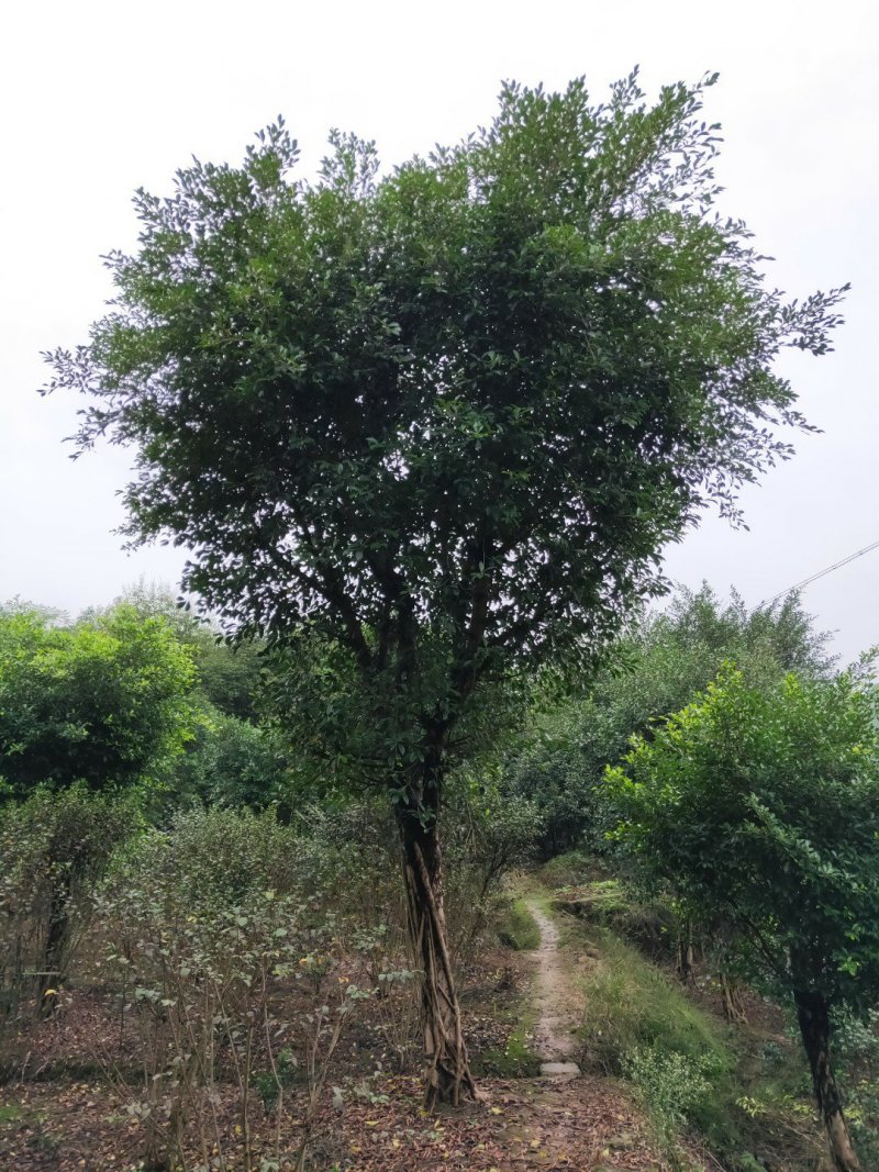 小叶榕细叶榕，大量供应，欢迎来电咨询