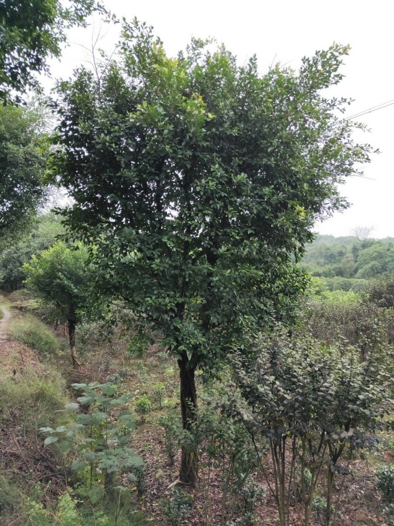 小叶榕细叶榕，大量供应，欢迎来电咨询