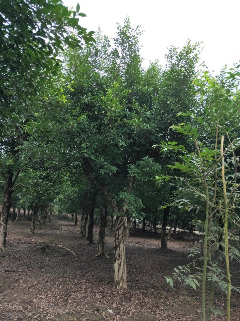 小叶榕细叶榕，大量供应，欢迎来电咨询