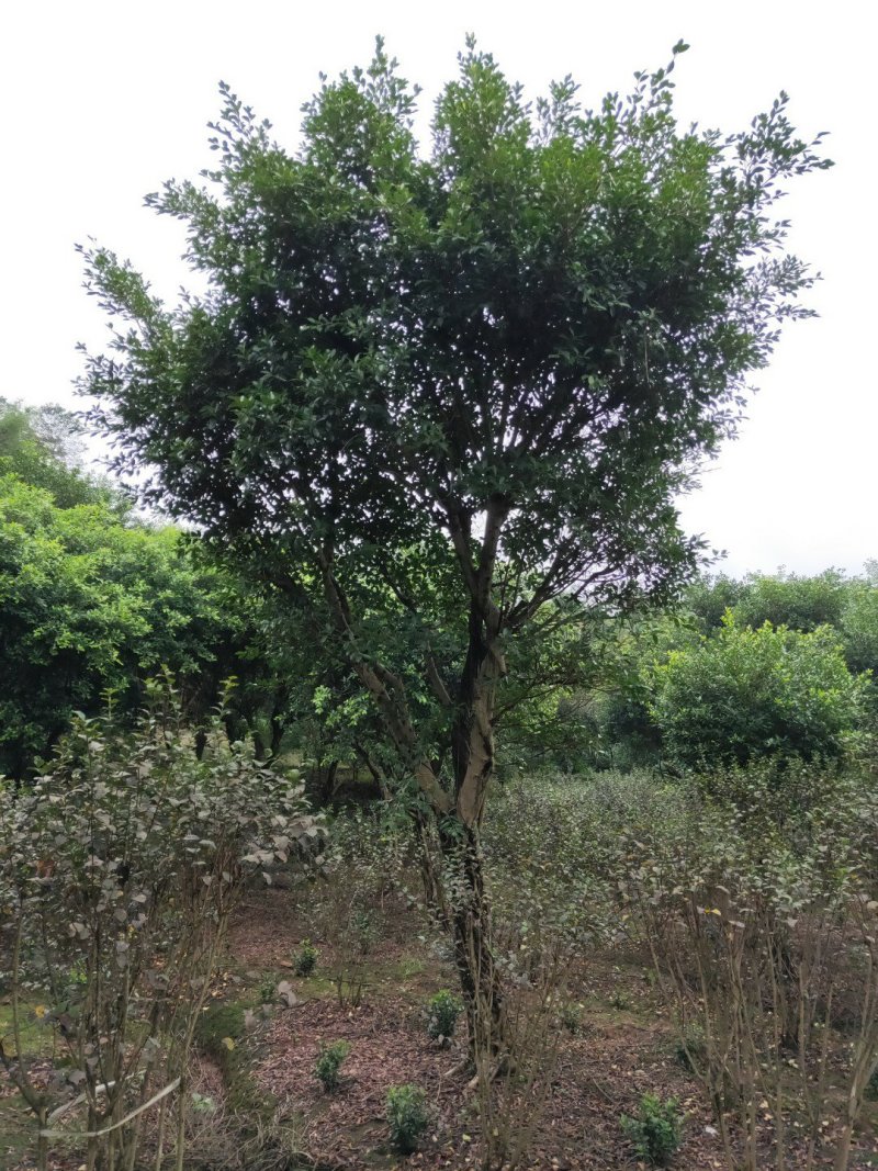小叶榕细叶榕，大量供应，欢迎来电咨询