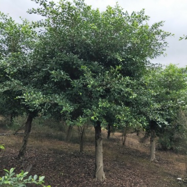 小叶榕细叶榕，大量供应，欢迎来电咨询