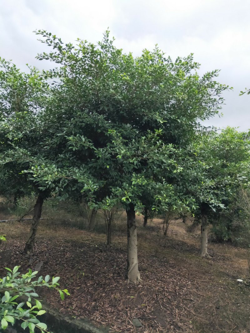 小叶榕细叶榕，大量供应，欢迎来电咨询