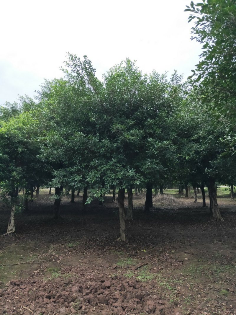 小叶榕细叶榕，大量供应，欢迎来电咨询