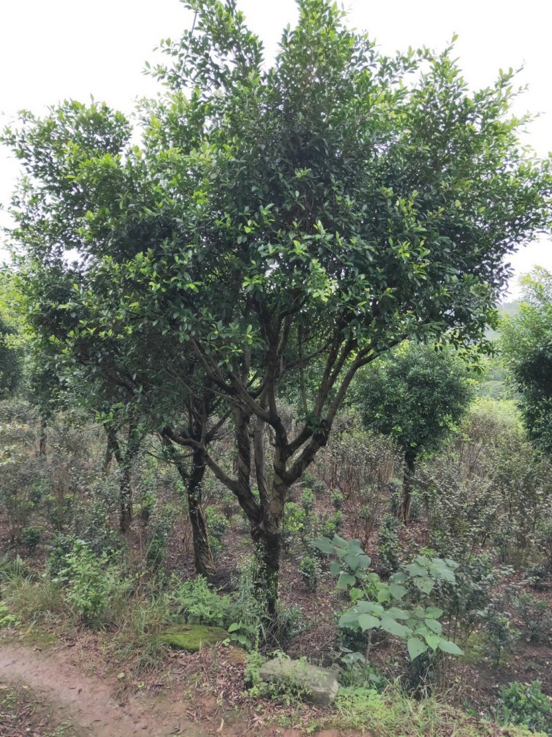 小叶榕细叶榕，大量供应，欢迎来电咨询