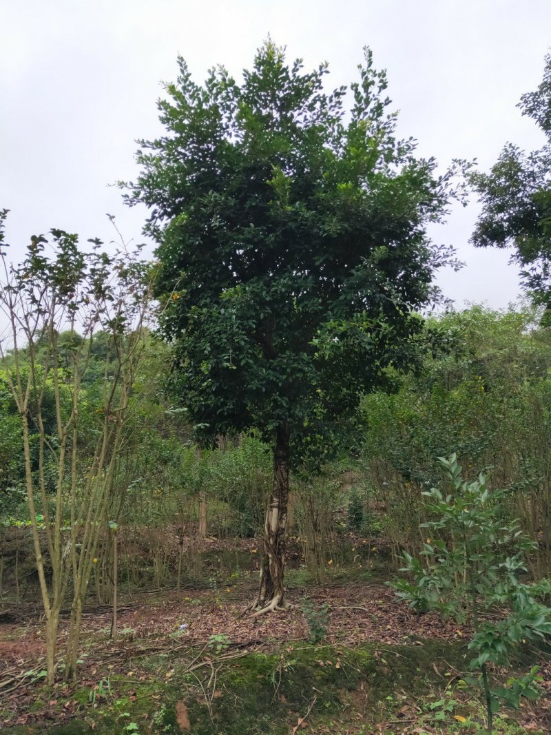 小叶榕细叶榕，大量供应，欢迎来电咨询