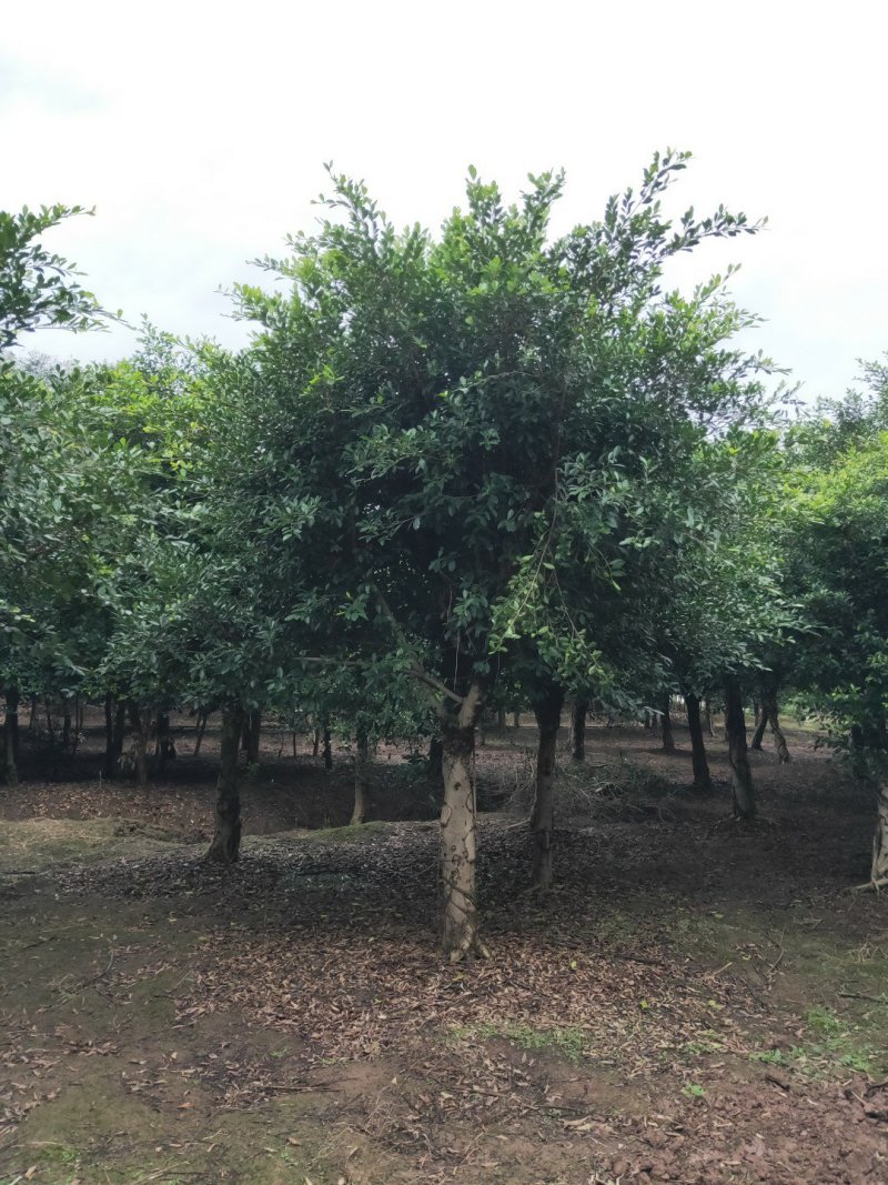 小叶榕细叶榕，大量供应，欢迎来电咨询