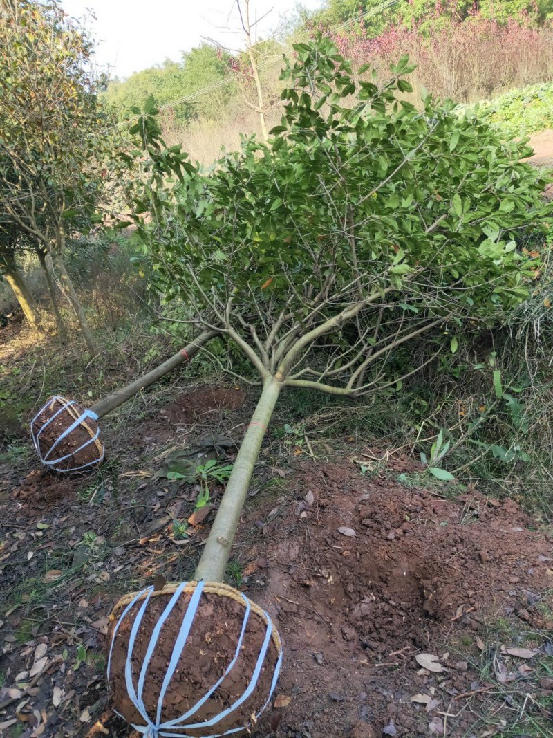 红叶石楠大量供应各种规格红叶石楠，欢迎来电咨询