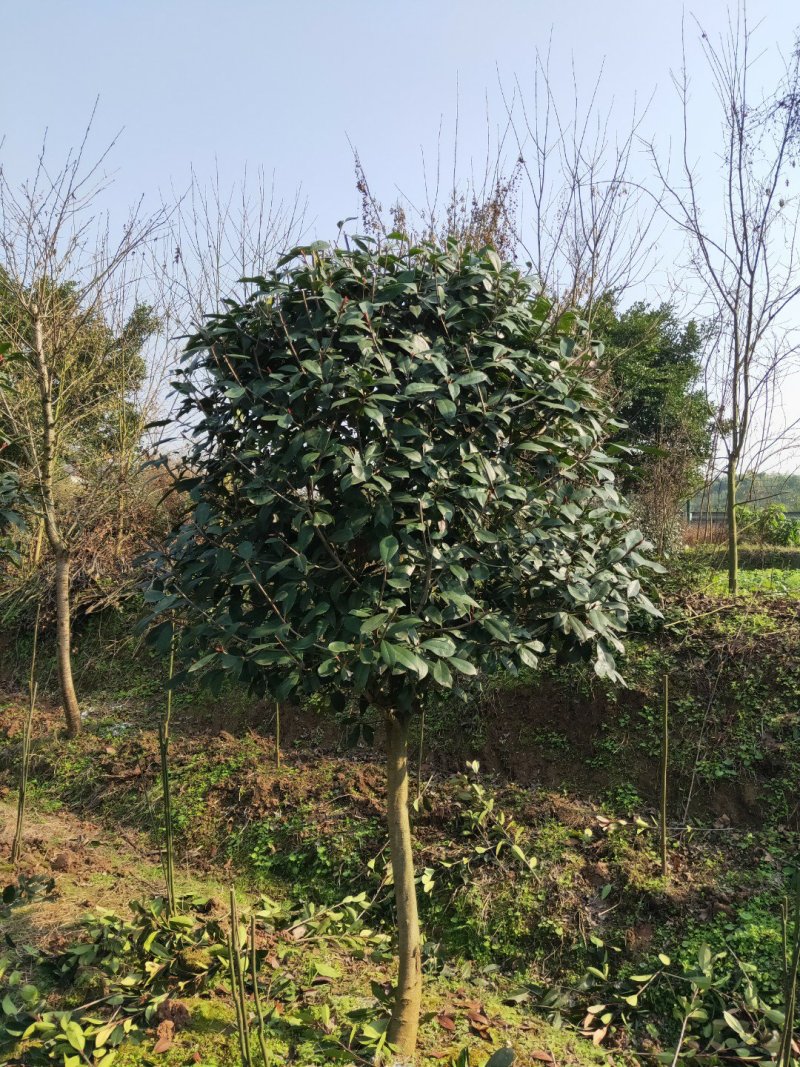 红叶石楠大量供应各种规格红叶石楠，欢迎来电咨询