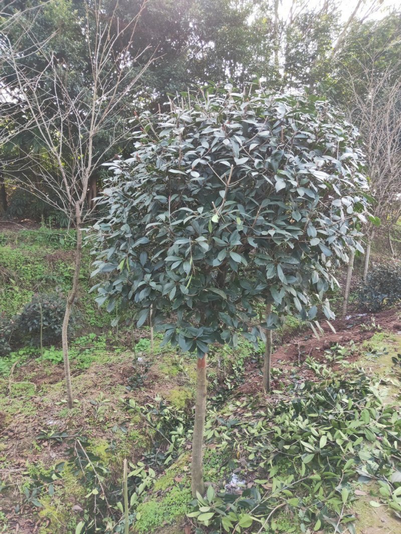 红叶石楠大量供应各种规格红叶石楠，欢迎来电咨询