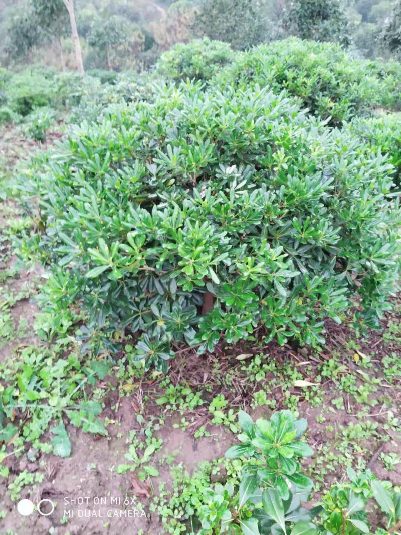 海桐球大量供应各种规格，欢迎来电咨询