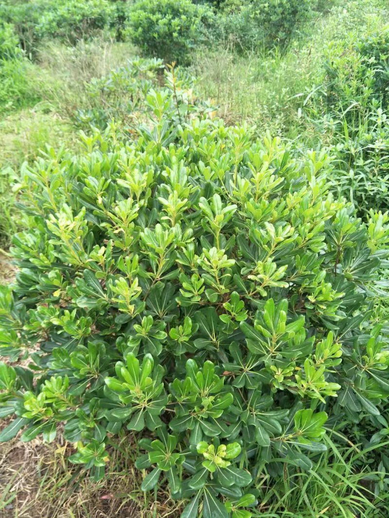 海桐球大量供应各种规格，欢迎来电咨询