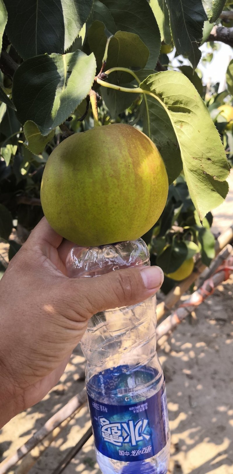 玉露香梨树苗，品种纯正，基地直销，提供种植技术