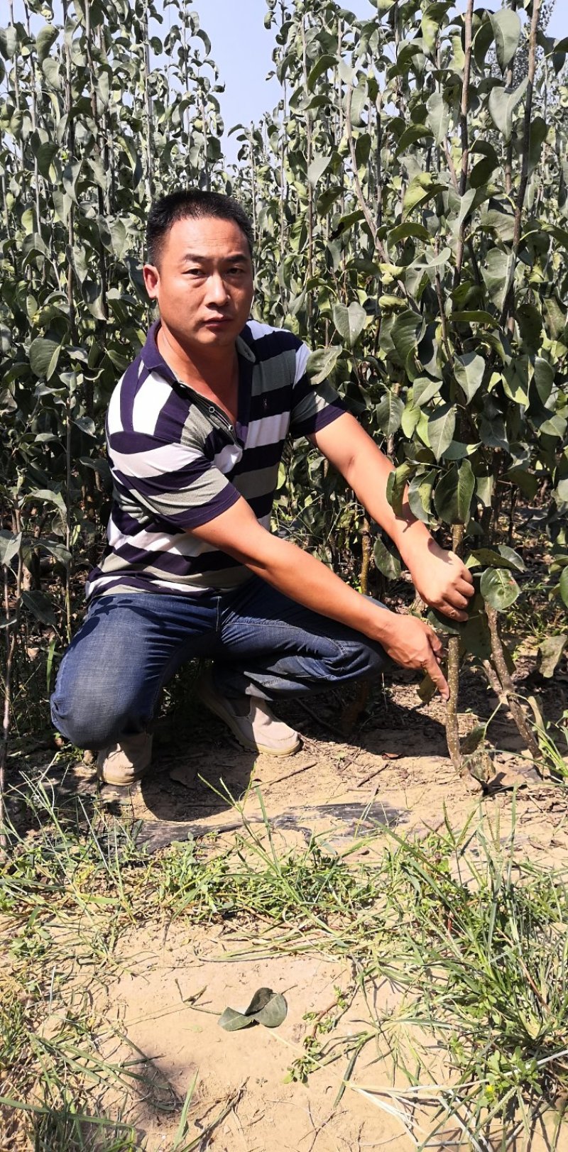 玉露香梨树苗，品种纯正，基地直销，提供种植技术