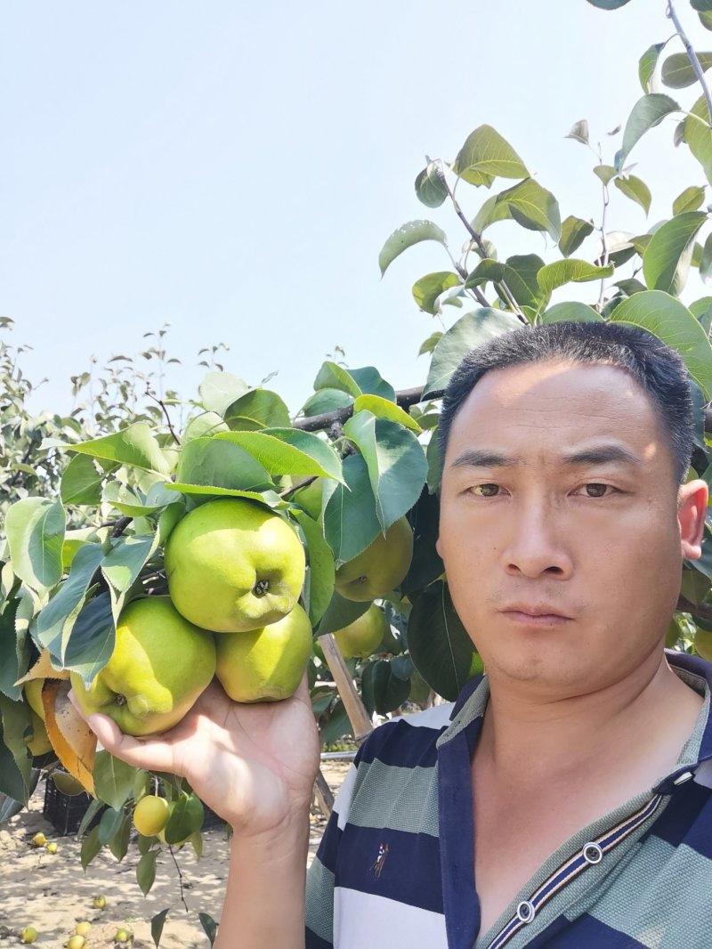 玉露香梨树苗，品种纯正，基地直销，提供种植技术