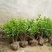 四季茉莉花苗盆栽地栽基地直销量大从优