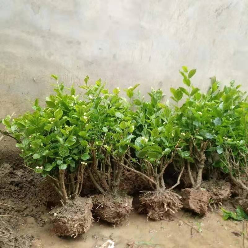 四季茉莉花苗盆栽地栽基地直销量大从优
