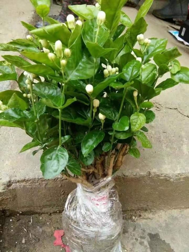 四季茉莉花苗盆栽地栽基地直销量大从优