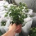 四季茉莉花苗盆栽地栽基地直销量大从优