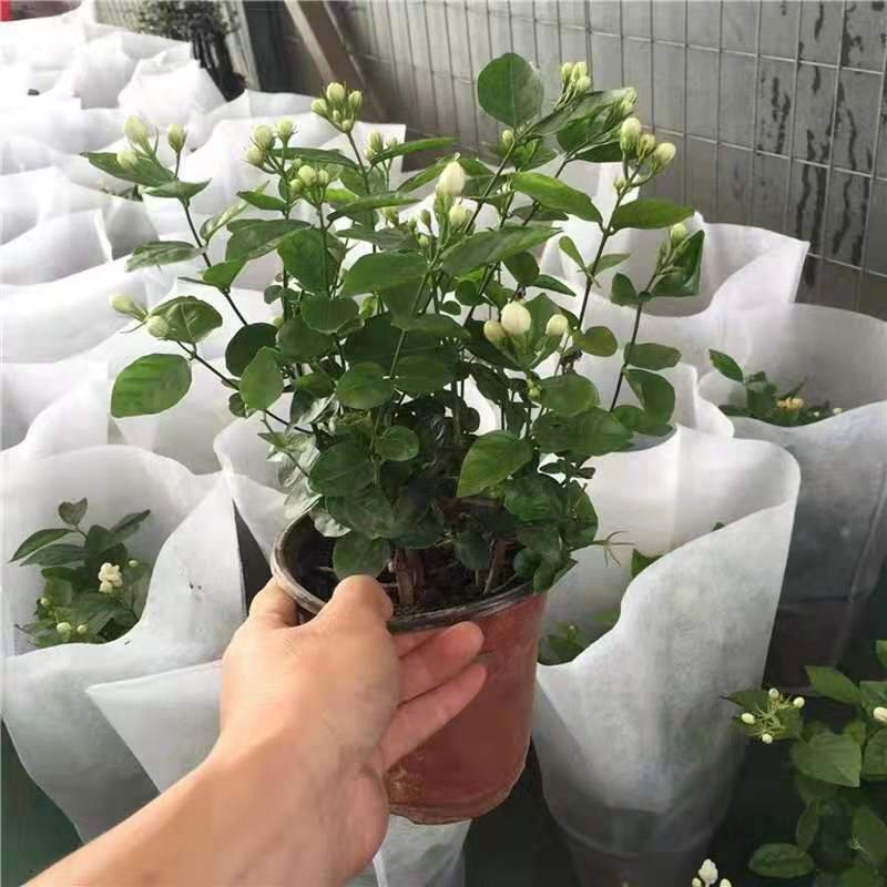 四季茉莉花苗盆栽地栽基地直销量大从优