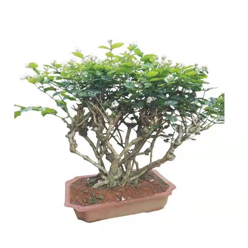 四季茉莉花苗盆栽地栽基地直销量大从优