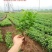四季茉莉花苗盆栽地栽基地直销量大从优