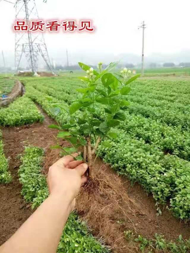 四季茉莉花苗盆栽地栽基地直销量大从优