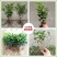 四季茉莉花苗盆栽地栽基地直销量大从优