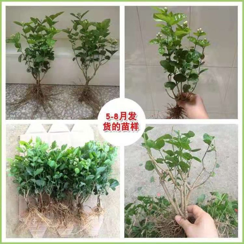 四季茉莉花苗盆栽地栽基地直销量大从优