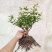 四季茉莉花苗盆栽地栽基地直销量大从优
